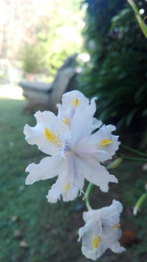 Country Lane Guesthouse Howick Εξωτερικό φωτογραφία